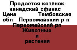 Продаётся котёнок канадский сфинкс › Цена ­ 4 000 - Тамбовская обл., Первомайский р-н, Первомайский рп Животные и растения » Кошки   